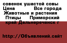 совенок ушастой совы › Цена ­ 5 000 - Все города Животные и растения » Птицы   . Приморский край,Дальнереченск г.